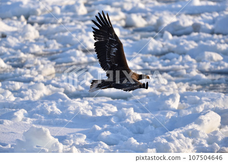 北海道知床半島羅臼浮冰白尾鷹 107504646