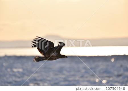 北海道知床半島羅臼浮冰白尾鷹 107504648