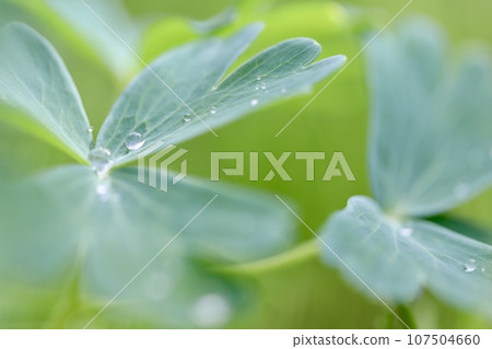 雨後樹葉上的雨滴 雨後樹葉上的雨滴 107504660