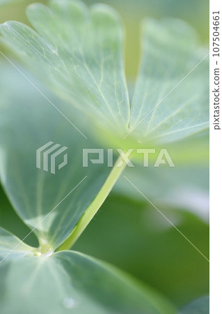 雨後樹葉上的雨滴 雨後樹葉上的雨滴 107504661