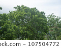 Bicycle path along the Seomjingang River 107504772