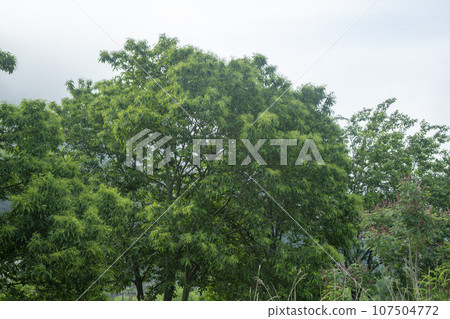 Bicycle path along the Seomjingang River 107504772