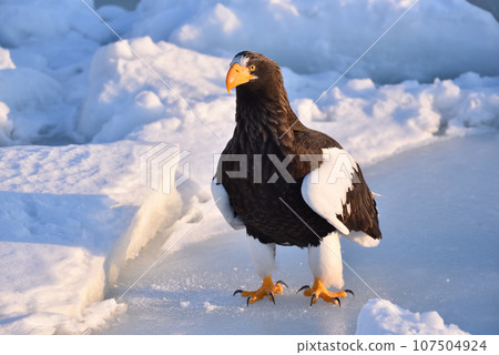 北海道知床半島羅臼浮冰海雕 107504924