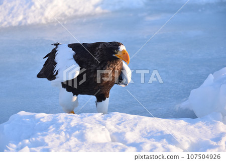 Steller's sea eagle, drift ice of Rausu, Shiretoko peninsula, Hokkaido 107504926