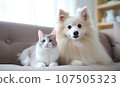 In a serene living room, two adorable pets, a dog and a cat. 107505323
