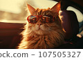 Fashionable feline in shades enjoys a leisurely moment in a sleek car. 107505327