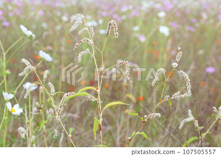 White knotweed flowers in the backlight of a cosmos field White knotweed flowers in a cosmos field 107505557