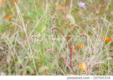 宇宙場裡的野草,強大的野草,阿卡塔拉德 宇宙場裡的野草,強大的野草,阿卡塔拉德 107505558