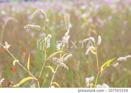 波斯菊田背光中的白色虎杖花 波斯菊田中的白色虎杖花 波斯菊田背光中的白色虎杖花 波斯菊田中的白色虎杖花 107505559