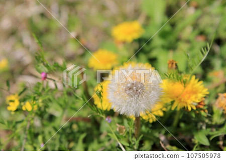 Dandelion's fluff Dandelion's fluff 107505978