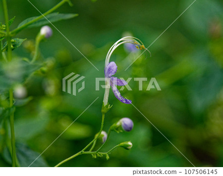秋季野花 - 唇形科的藍紫色花朵 107506145