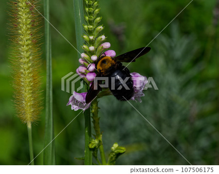 訪花昆蟲：蜜蜂科 107506175
