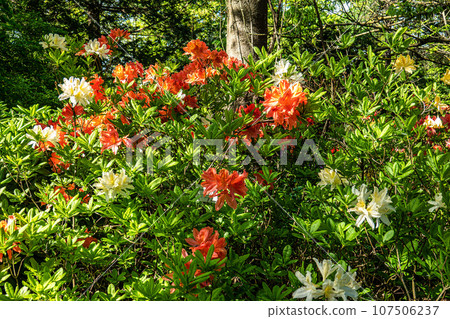 Rhododendron japonicum, known as Japanese azalea at the Ecology and Botanic Garden in Bayreuth, Germany. 107506237