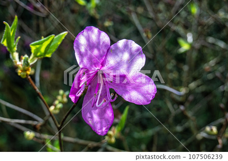 Flower of a Mrs. Farrers rhododendron, Rhododendron farrerae at the Ecology and Botanic Garden in Bayreuth, Germany. Flower of a Mrs. Farrers rhododendron, Rhododendron farrerae at the Ecology and Botanic Garden in Bayreuth, Germany. 107506239