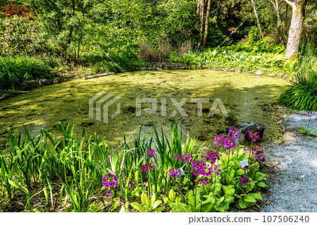 Japanese Primrose or Primula japonica farrerae at the Ecology and Botanic Garden in Bayreuth, Germany. Japanese Primrose or Primula japonica farrerae at the Ecology and Botanic Garden in Bayreuth, Germany. 107506240