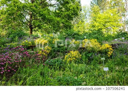 Meadow with flowers and plants at the Ecology and Botanic Garden in Bayreuth, Germany. Meadow with flowers and plants at the Ecology and Botanic Garden in Bayreuth, Germany. 107506241
