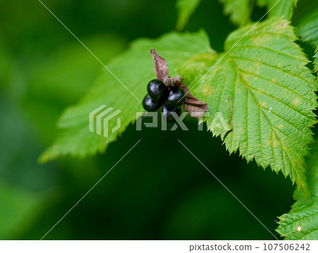 Rosaceae Shiroyamabuki Black glossy fruit Rosaceae Shiroyamabuki Black glossy fruit 107506242