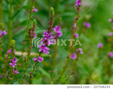 Lythrum flowers Lythrum flowers 107506243