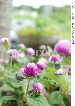 Flower bed 107506559