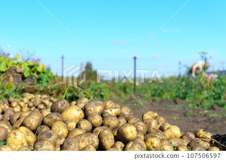 Harvesting potato crops in september. organic farming, autumn, harvest season. Copy space Harvesting potato crops in september. organic farming, autumn, harvest season. Copy space 107506597