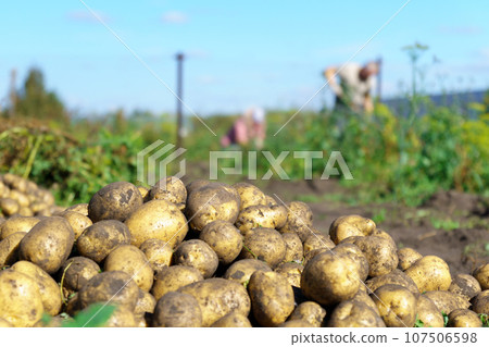 Harvesting potato crops in september. organic farming, autumn, harvest season. Copy space 107506598