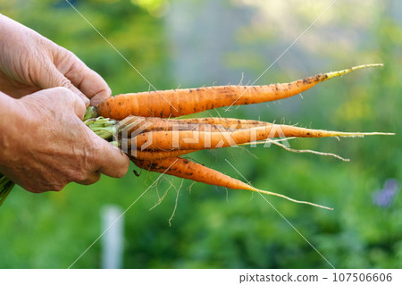 Ripe carrots on field. Organic farming. garden, orchard, natural economy, hobby and leisure concept 107506606