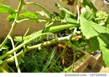 野生綠鬣蜥 11 107506646