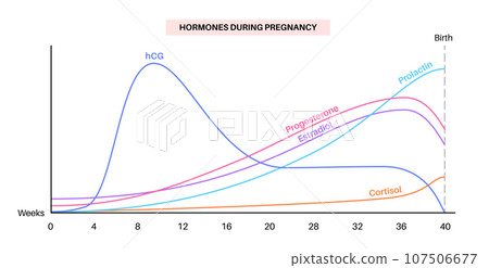 Hormones in pregnancy Hormones in pregnancy 107506677