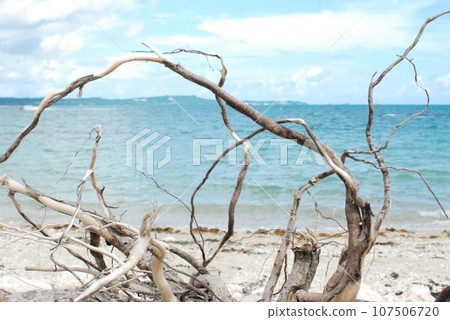 Driftwood Driftwood 107506720