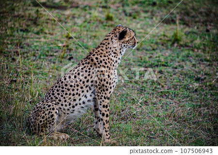 Cheetah Wildlife Animals Landscape Savannah Grassland Wilderness Maasai Mara National Game Reserve National Park Great Rift Valley Narok County Kenya East Africa 107506943