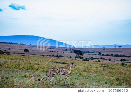 Cheetah Wildlife Animals Landscape Savannah Grassland Wilderness Maasai Mara National Game Reserve National Park Great Rift Valley Narok County Kenya East Africa Cheetah Wildlife Animals Landscape Savannah Grassland Wilderness Maasai Mara National Game Reserve National Park Great Rift Valley Narok County Kenya East Africa 107506950