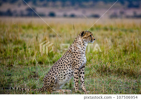Cheetah Wildlife Animals Landscape Savannah Grassland Wilderness Maasai Mara National Game Reserve National Park Great Rift Valley Narok County Kenya East Africa 107506954