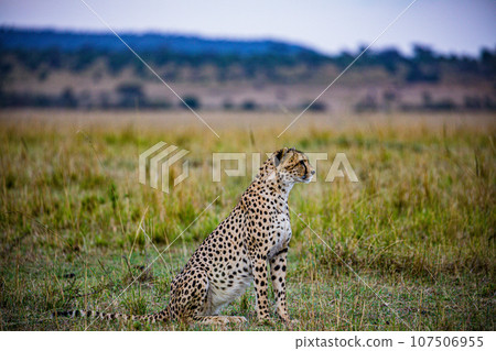 Cheetah Wildlife Animals Landscape Savannah Grassland Wilderness Maasai Mara National Game Reserve National Park Great Rift Valley Narok County Kenya East Africa Cheetah Wildlife Animals Landscape Savannah Grassland Wilderness Maasai Mara National Game Reserve National Park Great Rift Valley Narok County Kenya East Africa 107506955