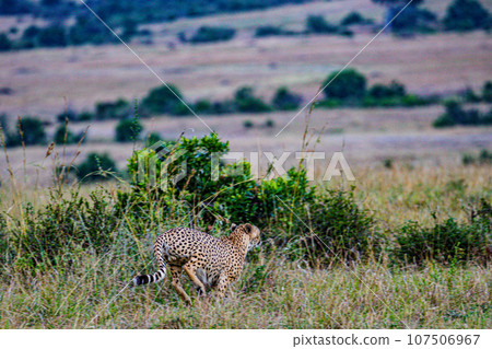 Cheetah Wildlife Animals Landscape Savannah Grassland Wilderness Maasai Mara National Game Reserve National Park Great Rift Valley Narok County Kenya East Africa Cheetah Wildlife Animals Landscape Savannah Grassland Wilderness Maasai Mara National Game Reserve National Park Great Rift Valley Narok County Kenya East Africa 107506967