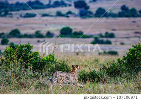 Cheetah Wildlife Animals Landscape Savannah Grassland Wilderness Maasai Mara National Game Reserve National Park Great Rift Valley Narok County Kenya East Africa Cheetah Wildlife Animals Landscape Savannah Grassland Wilderness Maasai Mara National Game Reserve National Park Great Rift Valley Narok County Kenya East Africa 107506971