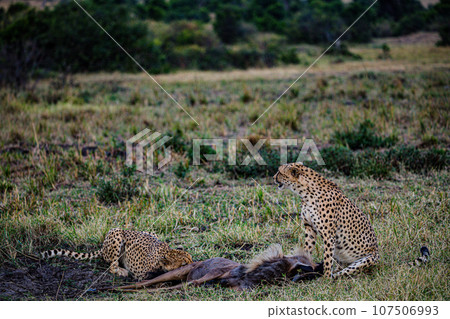 Cheetah Wildlife Animals Landscape Savannah Grassland Wilderness Maasai Mara National Game Reserve National Park Great Rift Valley Narok County Kenya East Africa Cheetah Wildlife Animals Landscape Savannah Grassland Wilderness Maasai Mara National Game Reserve National Park Great Rift Valley Narok County Kenya East Africa 107506993