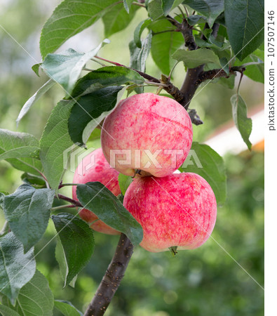 Apple tree with ripe apple fruit. 107507146