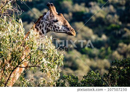 Giraffe Wildlife Animals Landscape Savannah Grassland Wilderness Maasai Mara National Game Reserve National Park Great Rift Valley Narok County Kenya East Africa 107507230
