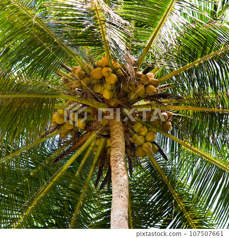 Tropical palm tree with royal coconuts and lush leaves. 107507661