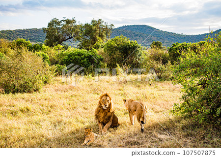 Lion Wildlife Animals Landscape Savannah Grassland Wilderness Maasai Mara National Game Reserve National Park Great Rift Valley Narok County Kenya East Africa 107507875
