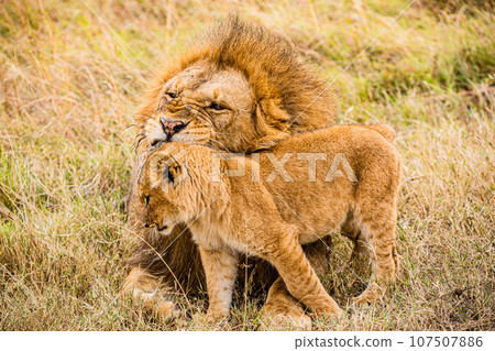 Lion Wildlife Animals Landscape Savannah Grassland Wilderness Maasai Mara National Game Reserve National Park Great Rift Valley Narok County Kenya East Africa 107507886