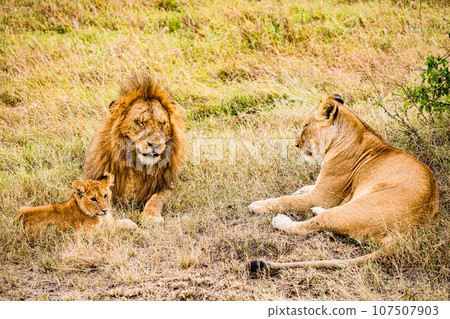 Lion Wildlife Animals Landscape Savannah Grassland Wilderness Maasai Mara National Game Reserve National Park Great Rift Valley Narok County Kenya East Africa 107507903