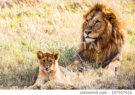 Lion Wildlife Animals Landscape Savannah Grassland Wilderness Maasai Mara National Game Reserve National Park Great Rift Valley Narok County Kenya East Africa 107507918