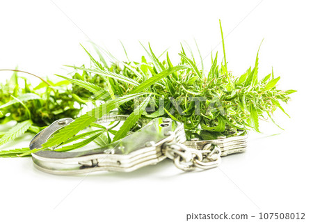 Marijuana buds. Cannabis plant and handcuffs isolated on white background. Marijuana buds. Cannabis plant and handcuffs isolated on white background. 107508012