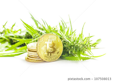 Marijuana buds. Cannabis plant and bitcoin isolated on white background. Marijuana buds. Cannabis plant and bitcoin isolated on white background. 107508013
