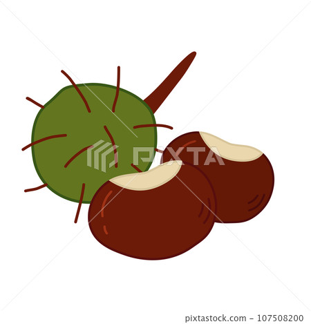 Chestnut in peel and without, autumn design element, doodle style vector Chestnut in peel and without, autumn design element, doodle style vector 107508200