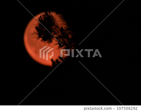 The moon, the natural satellite of the earth in red color against the background of a pine branch The moon, the natural satellite of the earth in red color against the background of a pine branch 107508292