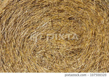 Rural landscape Golden straw texture background, close up 107508320