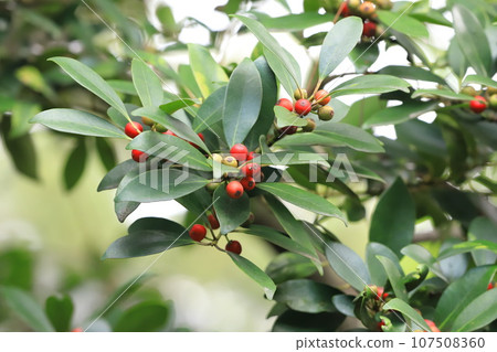 紅果冬青樹 107508360