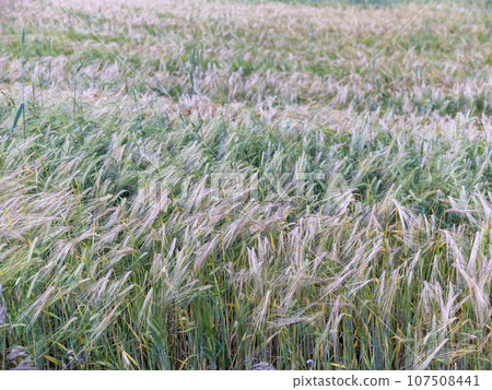Fields of wheat at the end of summer fully ripe Fields of wheat at the end of summer fully ripe 107508441